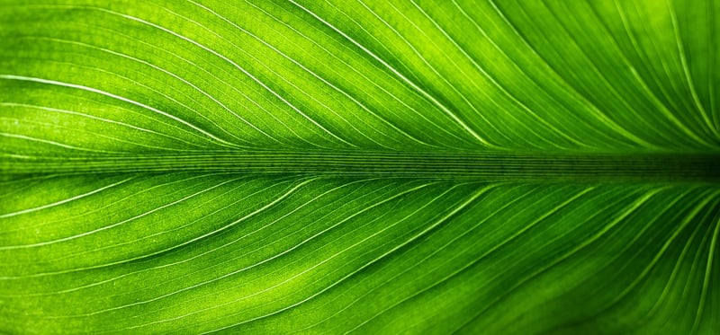 Eco-Friendly Branding